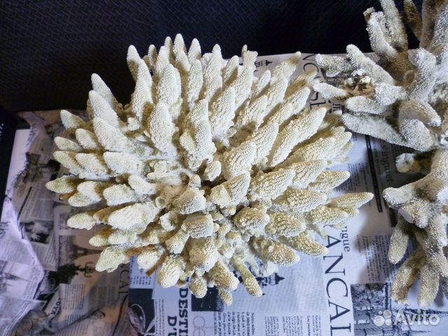 Кораллы морские Кораллы морские