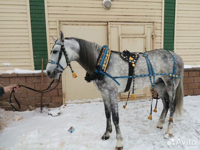 Упряжь Выездная с хомутом №3