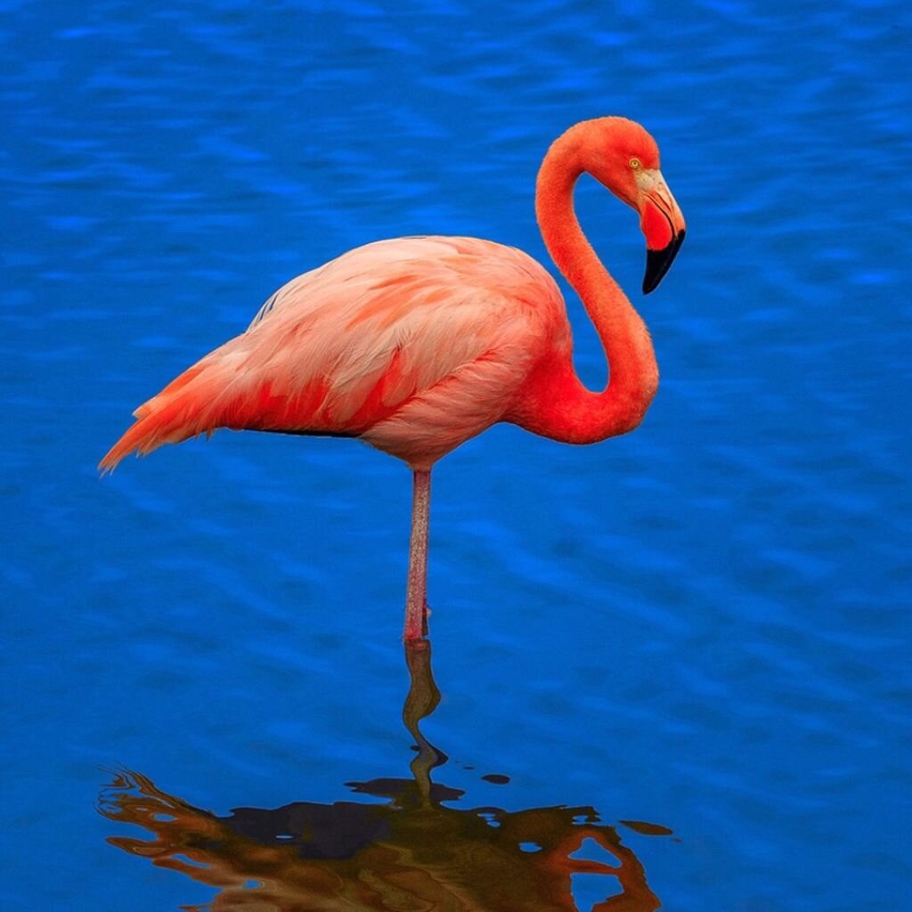 Ярославский зоопарк фламинго. Серый фламинго. Фламинго барнаул действующая организация. Ук фламинго. Ук фламинго.