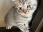 Плюшевые шотландские котята объявление продам