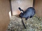 Кролик обмен