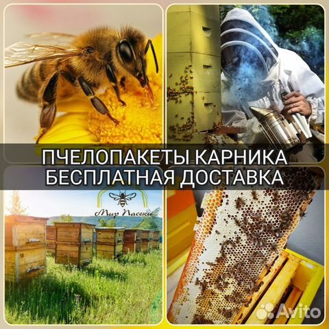 Пчелопакеты Карника