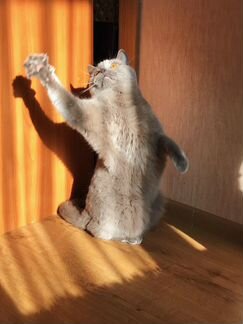 Передержка кошек, грызунов, птиц