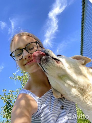 Выгул собак, зооняня, передержка, дрессировка