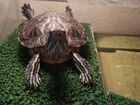 Красноухая черепаха с террариумом
