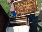 Пчелопакеты Карника объявление продам