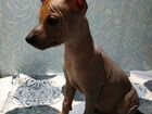 Собака ацтеков -ксолоитцкуинтли объявление продам