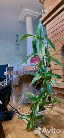 Золотой ус или каллизия душистая