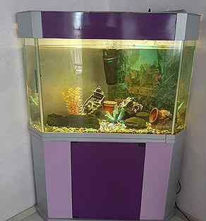 аквариум на авито в оренбурге