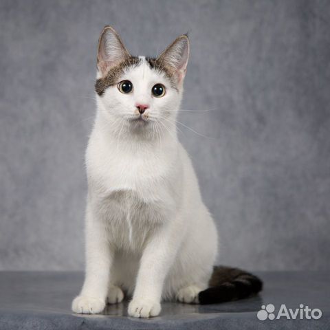 Кошечка Девочка в добрые руки