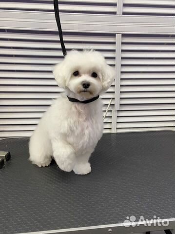 Стрижка йорков, мальтезе, ши-тцу, шпицев