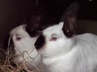 Калифорнийские кролики 2-3 месяца объявление продам