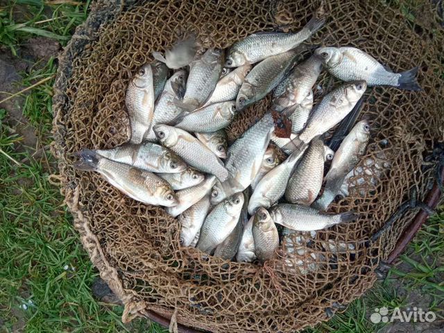 Живец Карась Плотва