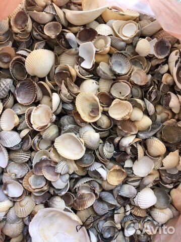 Ракушки 1,3 кг