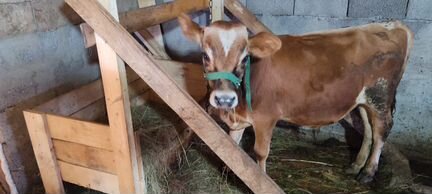 Корова Джерси айшир молочная бык нетель телята - фотография № 3