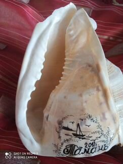 Ракушка. С моря. Крупная