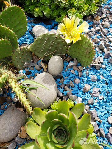 Опунция уличная