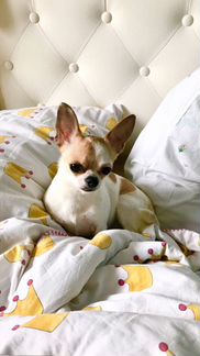 Домашняя передержка вашего питомца