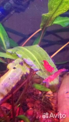 Гуппи,гурами,меченосцы, улитки