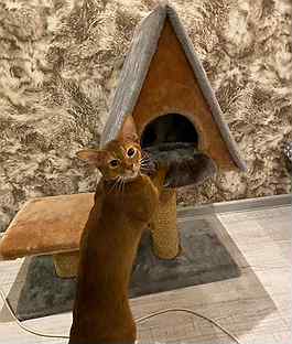 Абиссинская Кошка Фото И Цена Авито
