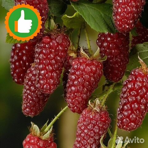 Саженцы ежемалина Тайберри