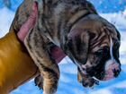 Тигр Питбуль щенок (питомник) объявление продам