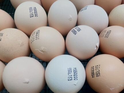 Инкубационное яйцо Бройлер Индейка Утка Несушка