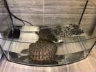 Черепаха с аквариумом бесплатно объявление продам