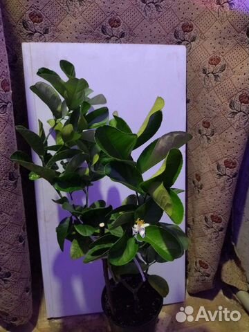 Цитрусовые