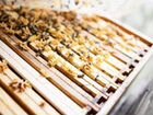 Пчелопакеты 2022 объявление продам