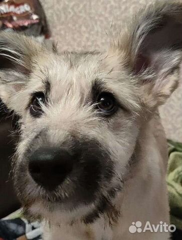 Погибает щенок 3,5 мес