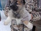 Чистокровные щенки восточно-сибирской лайки объявление продам