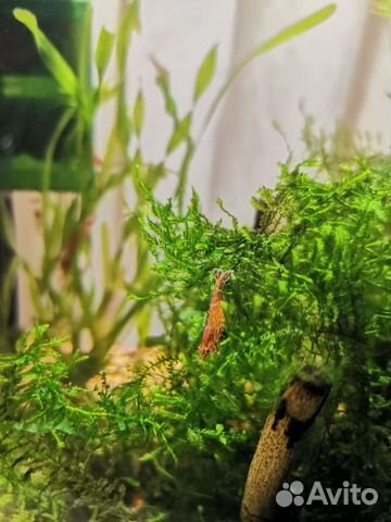 Креветки вишня