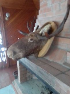 Голова лося