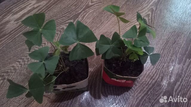 Кислица оксалис