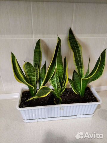 Сансевиерия Муншайн