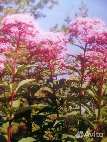 Посконник или Евпаториум