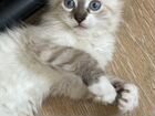 Невская маскарадная котенок объявление продам