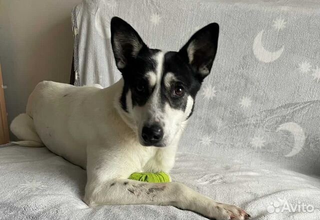 Собака инвалид в добрые руки бесплатно