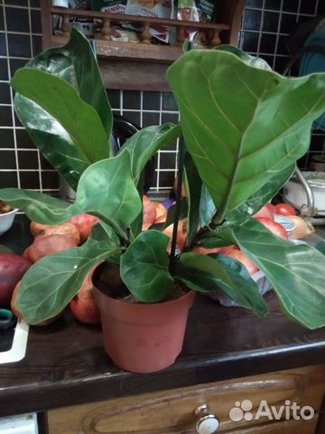 Фикус лирата