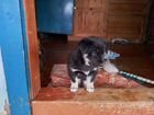 Продам щенка восточно- сибирской лайки объявление продам