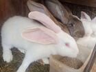 Кролики породы фландер