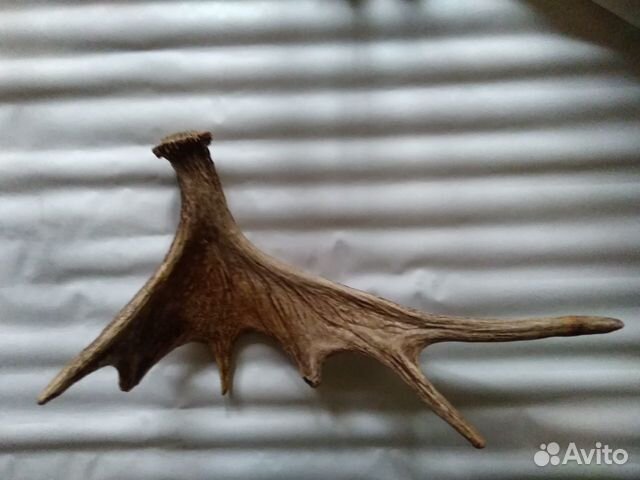 Оленьи рога