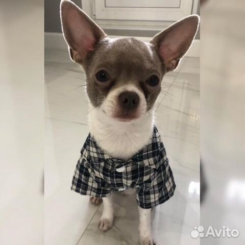 Вязка. Кобель голубого окраса ищет невесту