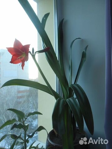 Гиппеаструм, каланхоэ,молочай