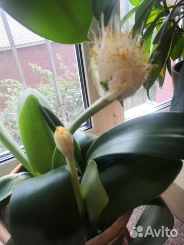 Фикусы и кротоны