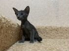 Ориентальные котята (коты грузины) объявление продам