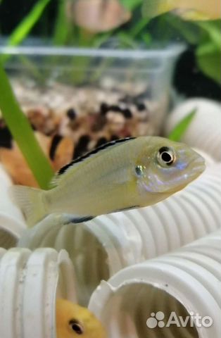 Аквариумные рыбки Лабидохромис Еллоу