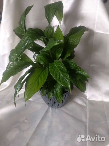 Спатифиллум и красула