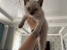 Котенок породы Охос-Азулес объявление продам